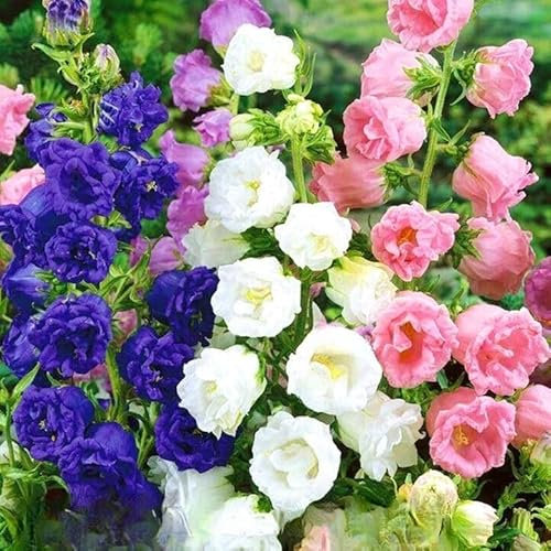 Canterbury Bells Double Mix 2 000 Seeds + Plant tag + Freebie - Campanula Media