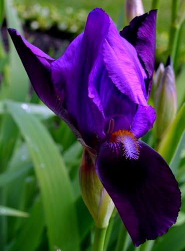 Iris Mix Golden Jade Carving Feels Perfect UK Now Perennial Strong Plants That Grow Well Bulbs for Planting Now UK
