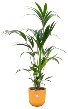 Kentia-Palme einschließlich Jazz Rund gelb - 150-160cm - Ø26cm - Zimmerpflanze - Komplett-Set - Pflanze mit Topf