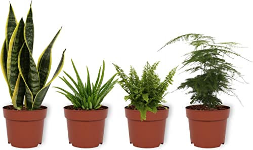 DECOALIVE Pack Plantas Interior | Sansevieria Trifasciata Laurentii | Aloe Vera | Helecho | Esparraguera | Plantas Naturales Purificadoras del Aire