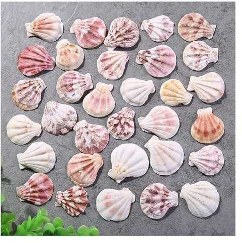 Coquilles de mer Coquilles de mer mixtes, Coquillages for l'artisanat 20 pièces/lot coquille Saint-Jacques épaisse couleur naturelle motif coquille conque aquarium paysage décoration de la maison styl