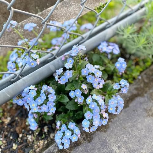 Vergissmeinnicht - garten Myosotis Sylvatica - blumensamen geschenk pflanzensamen winterhart mehrjährig 400Samen