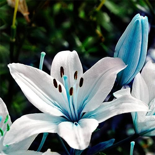 Lilium Resistenti,adattabilità,Giglio Bianco,Unico.(Steli grandi,senza semi,non artificiali)-8pezzi-G
