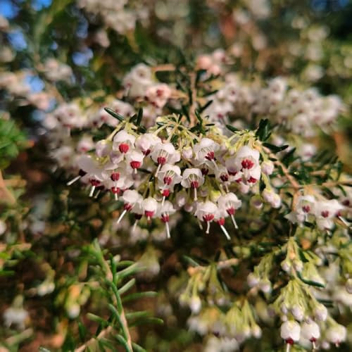 brezo - semillas de silvestres de sombra jardín semillas jardín orgánico balcón, decoración silvestres exóticas 45semillas
