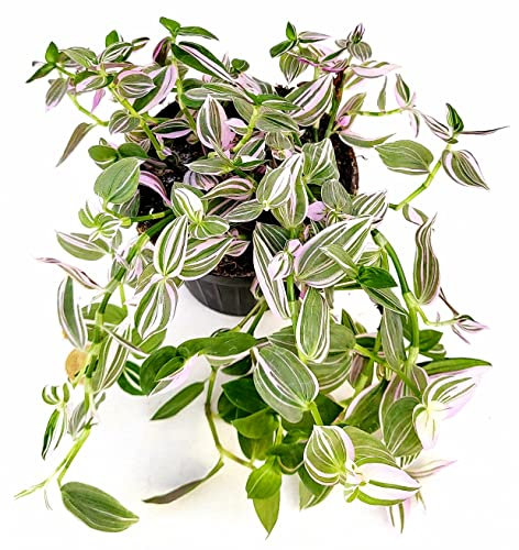 POWERS TO FLOWERS - TRADESCANTIA FLUMINENSIS LILLA DISCOLOR, vaso 13cm diametro, pianta vera