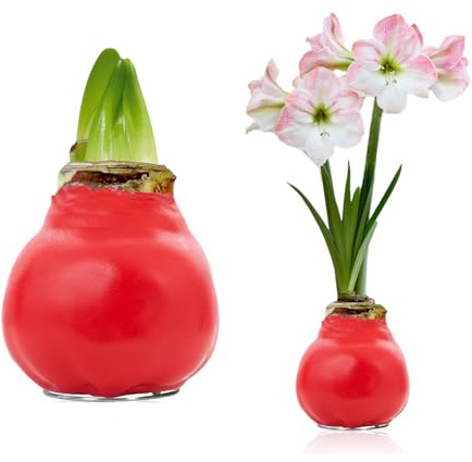 FLORIUM - Wachs Amaryllis Zwiebeln Rot Perfect Blossom – Wachsamaryllis 28/30 Großformat | 1 Stück | gewachst/wax | ohne Gießen | Zimmerpflanzen aus Holland - Hippeastrum (kein glas, vase und Topf)