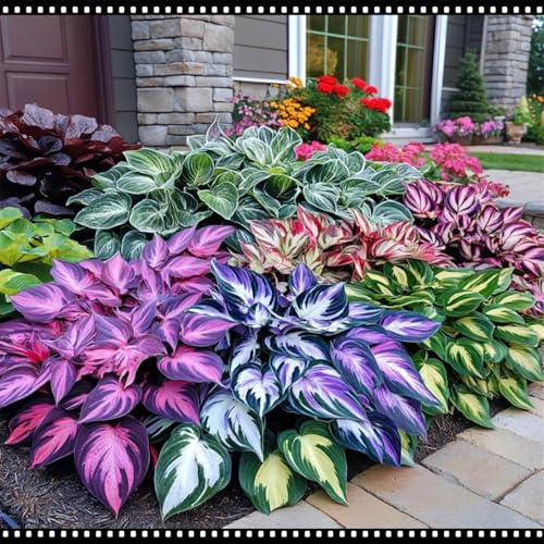 Hosta perenne/Hosta resistente al freddo/Resistente al sole in estate e al gelo in inverno/Riempimento del giardino-10 PCS-D