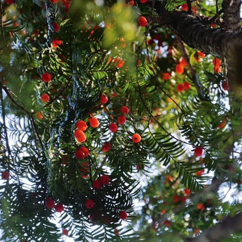 Semi di Taxus Baccata, balcone, tasso, wallichiana, arbusti resistenti comprare, giardino 300pcs