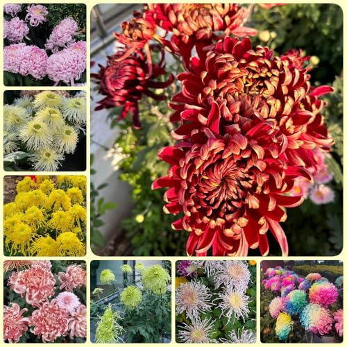 Semillas de crisantemo - jardín, crisantemo - orgánicas 250pcs