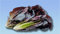Planète graines - 0,2grammes de graines laitue romaine rouge cimmaron - lettuce red cimmaron romaine -