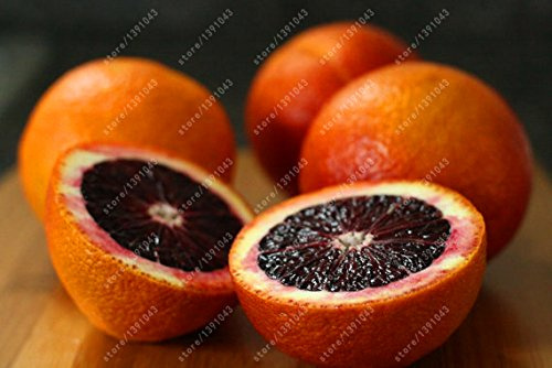 Graines d'orange sanguine Mandarine Nogmo Graines d'arbres fruitiers rares pour la plantation de jardins à domicile