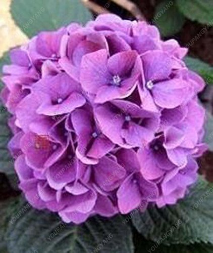 Graines d'Hortensia Hydtensia Blue China Seeds Fleurs d'Hortensia Graines de Bonsaï pour Jardin Jardin Jaune