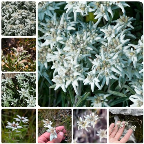 Semi di stella alpina - Leontopodium alpinum - semi di resistenti per il giardino da balcone resistenti 500pcs