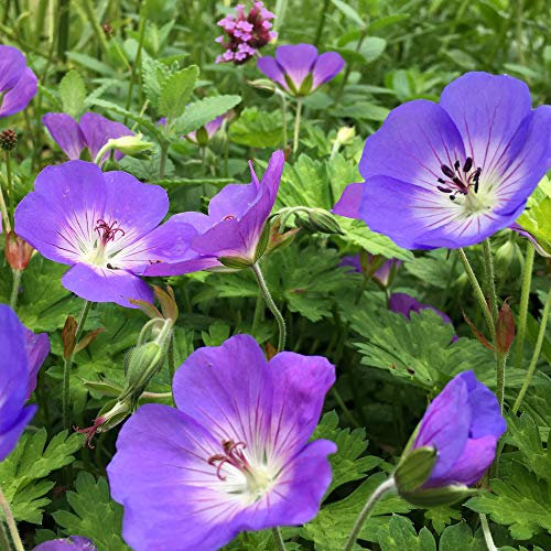 Geranium Rozanne Perennial Cransebill Hardy Garden Plants Flowering Plant in Pot (15-30cm Incl. Pot)