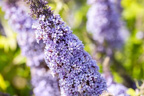 Schmetterlingsflieder Buddleja davidii Gulliver 40-60 cm winterhart | Bienenweide, sonniger Standort, duftende Blüten, schnittverträglich, ideal für Beet und Kübel