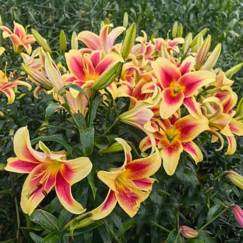 Lilien, gartenpflanzen winterhart mehrjährig exotische gartenpflanzen blumenzwiebel 2Zwiebeln