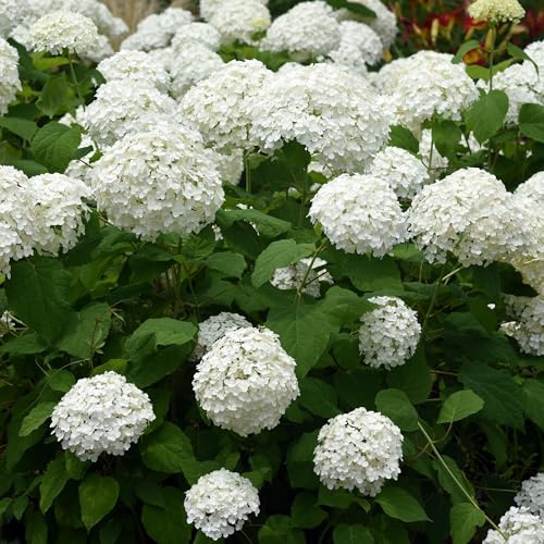Rispenhortensie Hydrangea arborescens Annabelle Blüte Weiß Staude 50 cm