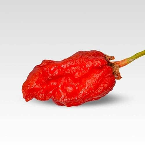 Pepper Joe's Bleeding Borg 9 Pepper Seeds – Pack of 10+ Super Hot Chili Seeds – USA Grown – Rare Red Pepper Seeds for Planting