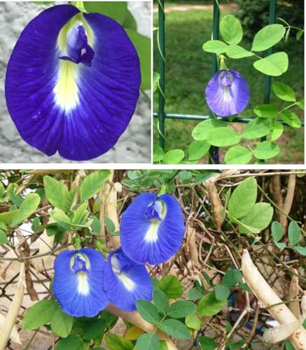 Butterfly Pea Clitoria Ternatea 15+ Seeds