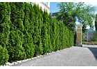 20st. Thuja Smaragd 25-40cm ohne Topf gemessen Heckenpflanzen Lebensbaum Immergrüne Heckenpflanze Ganzjährig pflanzbare Topfpflanzen