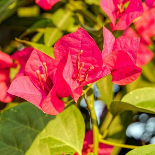 Bougainvillea - kräutergarten immergrüne winterhart hängepflanzen winterhart mehrjährig wildblumensamen winterharte kübelpflanzen 1000samen