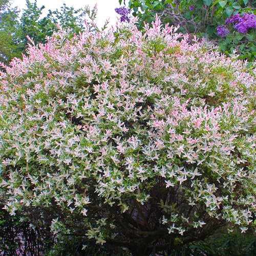 Salix Flamingo Willow Shrub - Vibrant Colorful Ornamental Garden Plant, Perfect for Small Spaces, Drought Tolerant (30-40cm)