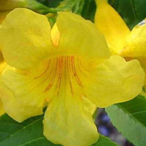 Palm Beach Medicinal Herbs - Tronadora (Tecoma stans) - Packet of 20 Seeds