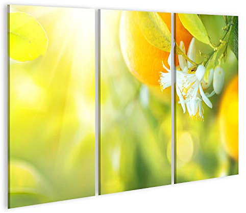 islandburner Prime Bild auf Leinwand Blühender Orangen Oder Zitronenbaum Gesunde Bio Zitrone Oder Orange Im Bilder Wandbilder Poster