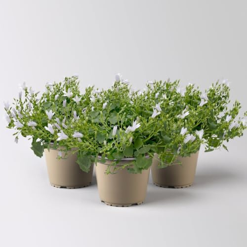 Campanula 'Ambella® White' weiß, Topf-Ø 12 cm, 3 Pflanzen