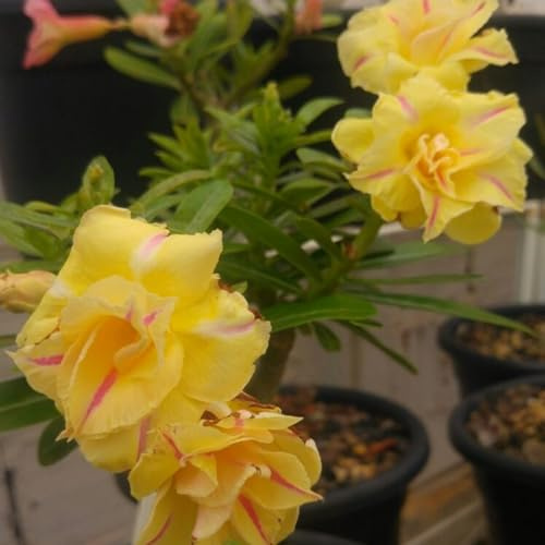 rizoma di rosa del deserto. Forte adattabilità.- Resistente alla siccità.Resistente al freddo. Abbellire l'ambiente-1 rizoma-B