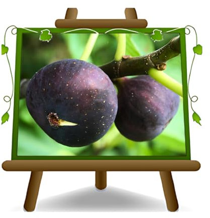 EURO PLANTS VIVAI Fico Brogiotto Nero – Pianta da Frutto Antico su Vaso: ø 20 cm. - *Altezza: 150-170 cm. - Età 2 Anni