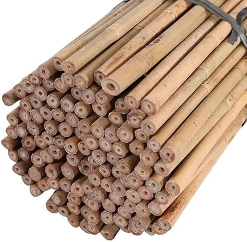Strong Heavy Duty Professional Bamboo Canes for Plant Support - All Lengths 2ft, 3, 4, 5, 6, 7 & 8ft Garden Stakes, Thick Garden Canes, Sturdy & Natural Large Bamboo Sticks for Plant (6FT x 10 Canes)