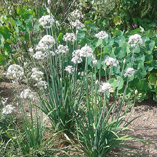 Chives (Chinese) Herb Seeds Allium tuberosum Garlic Chives, Oriental Garlic Hardy Perennial Garden Plants Easy to Grow Your Own 1 Packet of 100 Seeds by Thompson and Morgan