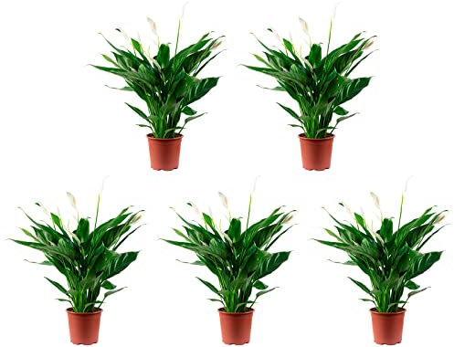 5er-Set Einblatt 4-8 Blüten/Knospen - echte Zimmerpflanze, Spathiphyllum - Höhe ca. 70 cm, Topf-Ø 17 cm