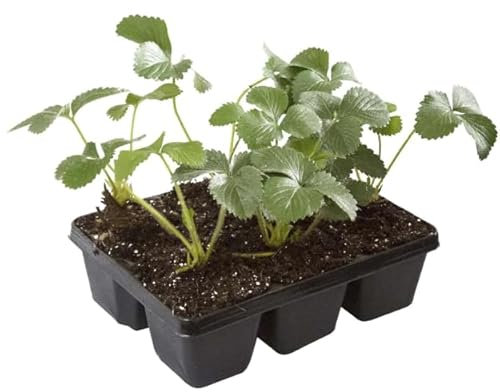 Fresera de Exterior Natural Disfruta de Fresas Frescas Directamente de tu Huerto