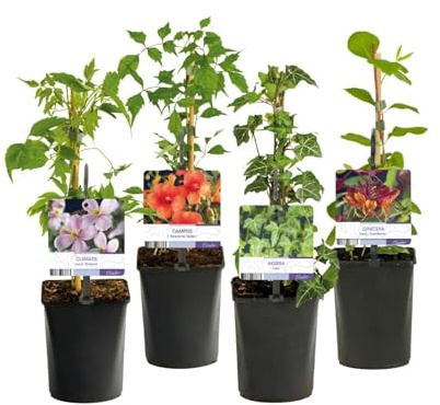 Kletterpflanzen-Set „Rainbow“ – 4 Pflanzen – Clematis montana Rubens, Hedera helix, Lonicera Goldflame, Campsis Madame Galen – Bunt blühend & immergrün – Ø11 cm – Höhe ca. 40 cm