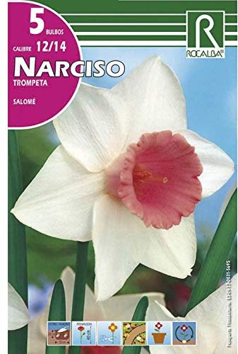 BULBO DE OTOÑO NARCISO TROMPETA SALOMÉ BLANCO - 5 UD