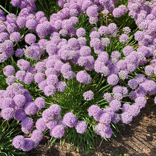 Bio Berglauch, hellrosa, Topf 11x11 cm, 3 Pflanzen