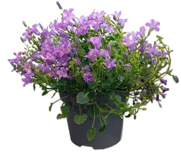 Campanilla Natural en Maceta Arbusto Floral con Flores de Gran Durabilidad