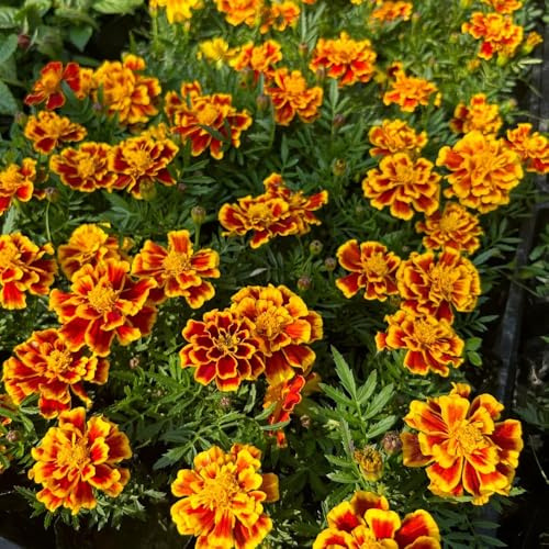 Semi di tagete biologici, Tagete patula, balcone regali per gli amanti del giardino di esotiche 550pcs