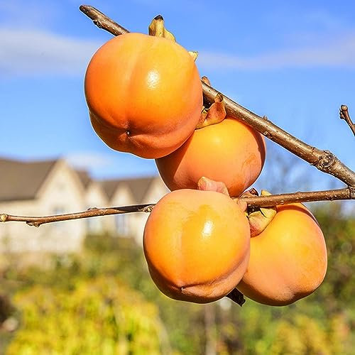 5 pcs kakibaum winterhart samen - kaki baum pflanze - bäume garten winterhart, säulenobstbäume (Diospyros kaki) obstbäume, obst frisch, säulenobst bonzai bäume, stauden winterhart