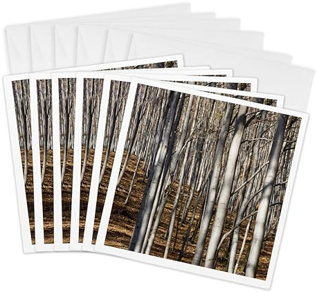 3dRose Greeting Cards - Common beech trees, Buekk National Park, Hungary - EU13 MZW0380 - Martin Zwick - 6 Pack - Trees