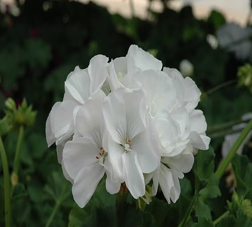 100 graines de fleurs de pélargonium blanc