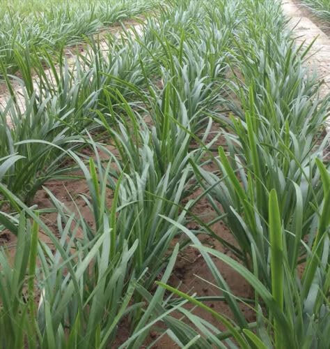 Buy4seeds 100 Seeds Garlic Chives Chinese Chives Easy to Grow Garden