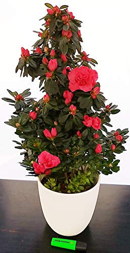 POWERS TO FLOWERS - AZALEA PIRAMIDE ROSSA A PIRAMIDE IN VASO CERAMICA BIANCA, pianta vera