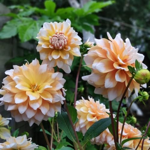 Dalias ubérculos resistentes -Adaptables a suelos pobres y climas secos - Ideal para plantar -8Tubérculos-D