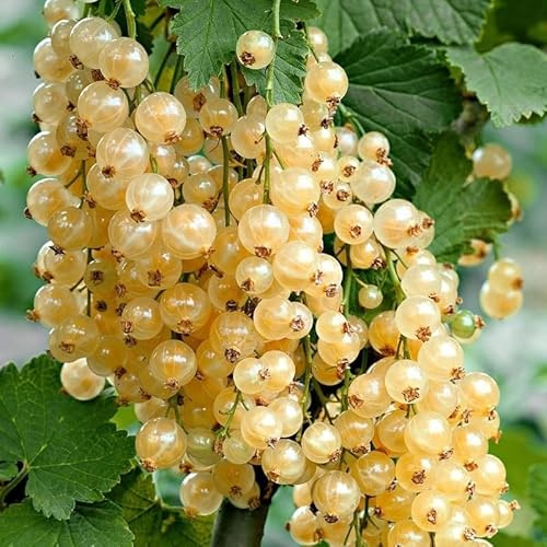 Currant Plant Live, Currant Bush Live Plant, 5-11 Inch Tall, Currant Berries Currant Tree, Currant Fruit Well Rooted (White Currant)