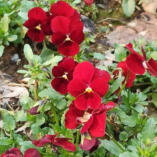 semi di viola del pensiero - viole del pensiero ufficio sempreverdi balcone, recisi giardino, balcone giardino di interno decorazione 700semi