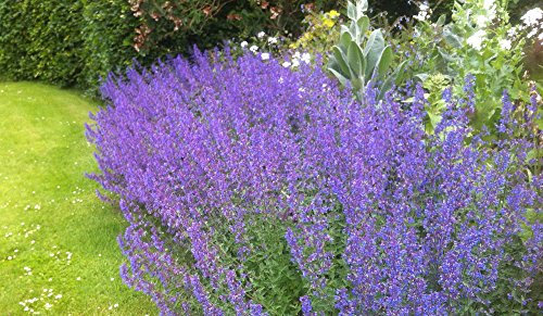 Herb Selection, Culinary Herbs, Fresh, Organic, Home Grown, Healthy (Nepeta (Catnip))