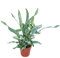 Gold spot fern Blue Star, Phlebodium aureum, 12cm